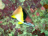 poisson, bicolore, brun rougeâtre, blanc, bande oblique noire et jaune, queue rose orangée