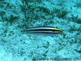 poisson, allongé, blanc, bandes noirs, tête teintée jaune