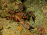 crabe, carapace, rose orangé, centre, motif brunâtre, pinces, épineuses, pointes noires