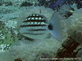 poisson, rayé, damier, queue, tache noire