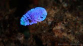 crustacé, minuscule, couleur, alternative, bleu iridescent, invisible, 