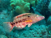 poisson, lignes brune, croix blanches