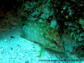 poisson,  tache noire, queue