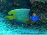 poisson, jaune, bleu, tête, bleu vif, masque, orange