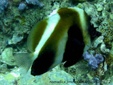 poisson, brun, bandes noires, tête, cornes
