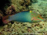 poisson, haut du dos, tache jaune, corps, motif bleu, vert, échiquier