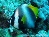 poisson, bandes noires,front, protubérance