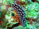 Nudibranche verruqueux, verrues grisâtre, nodules roses, rhinophores noirs