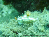 nudibranche