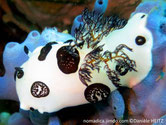 Nudibranche, trapu, blanc, taches rondes, petits points noirs en relief