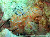 nudibranche