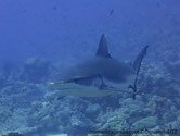 requin gris