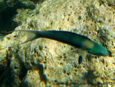 poisson, vert bleu, tache, nageoire pectorale