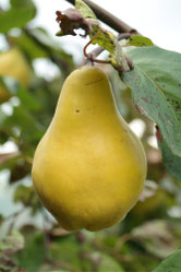 Portugiesische Birnenquitte