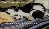 ＺＡＫＵＲＢＯＲＤＥＲ（サクールボーダー）ブログ、ボーダーコリーＭ＆Ｅ２０２１１０３１使用画像