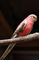 Opalin   Neopsephotus bourkii (Bourkesittich) 