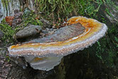 Fomitopsis pinicola - Polypore des pins