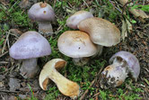 Cortinarius traganus - Cortinaire à odeur de bouc