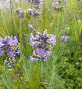 Lavendel für ruhigen Schlaf