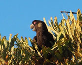 A cockatoo free of beak and feather disease virus.  The virus is common in wild parrot populations in Western Australia.