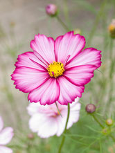 Fleur de Cosmos