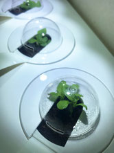 SMART GARDEN 3 von EMSA