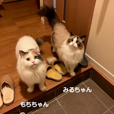 ソラくんのお留守番／ペットシッターわんにゃふる／府中市
