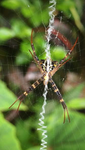 Spiderweb, Ubud, Indonesia