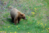 Braunbär am Hwy