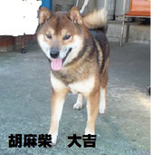 胡麻柴の画像