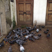 Pigeons
