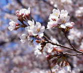 桜の花が咲く季節、皆さんとの学習もスタートです