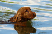 un cocker golden nage dans une piscine par coachcanin16 educateur canin nord charente