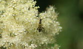 Rutpela maculata - Lepture maculée