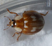 Myzia oblongoguttata