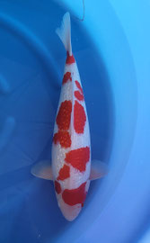 Genjiro 56cm nisai