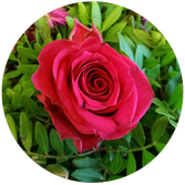 Lern-Prozess, Christa Wallner