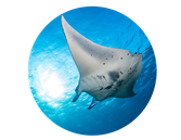 Raies manta à Nusa Penida en snorkeling ou en plongée