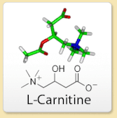 l-carnitine,dietary supplements,diet,weight loss