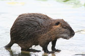 Ragondin - myocastor coypus