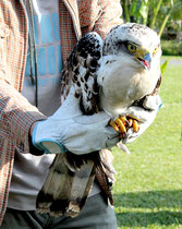 放鳥されたカンムリワシの幼鳥「シイラ」=12日午前、やいま村