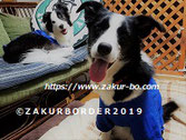 ＺＡＫＵＲＢＯＲＤＥＲ（サクールボーダー）ブログ、ボーダーコリーＭ＆Ｅ２０２２１２０６使用画像