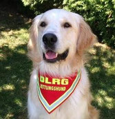DLRG Hundehalstuch, Rettungshund