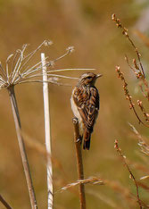 Bergpieper - Foto: Colin MacKenzie