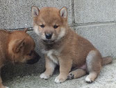 赤柴子犬の画像