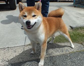 赤柴犬の画像