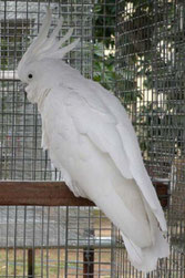 Blau   Cacatua sulphurea abbotti (mittlerer Gelbhaubenkakadu) 