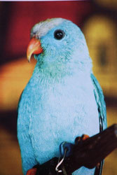 Blau   Loriculus philippensis (Phillippinen Fledermauspapagei) 