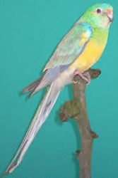 Bronze Falbe   Psephotus haematonotus (Singsittich)