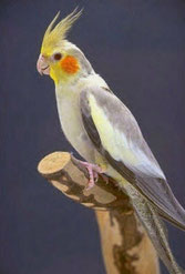 Bronze Falbe  Nymphicus hollandicus (Nymphensittich) 